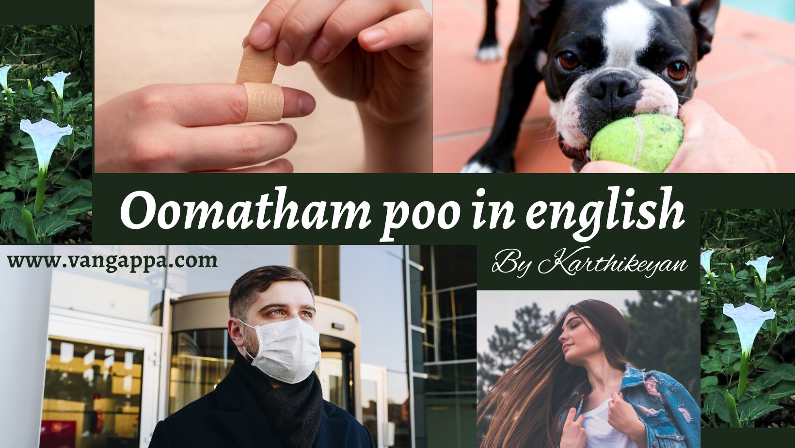 Oomatham poo in english
