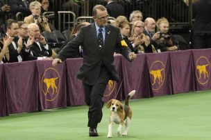 Westminister Dog Show Jet Charter Flights