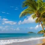 A palm tree reaches towards a blue sky above a white sand beach and blue ocean water.