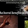 Pulicha keerai benefits in english